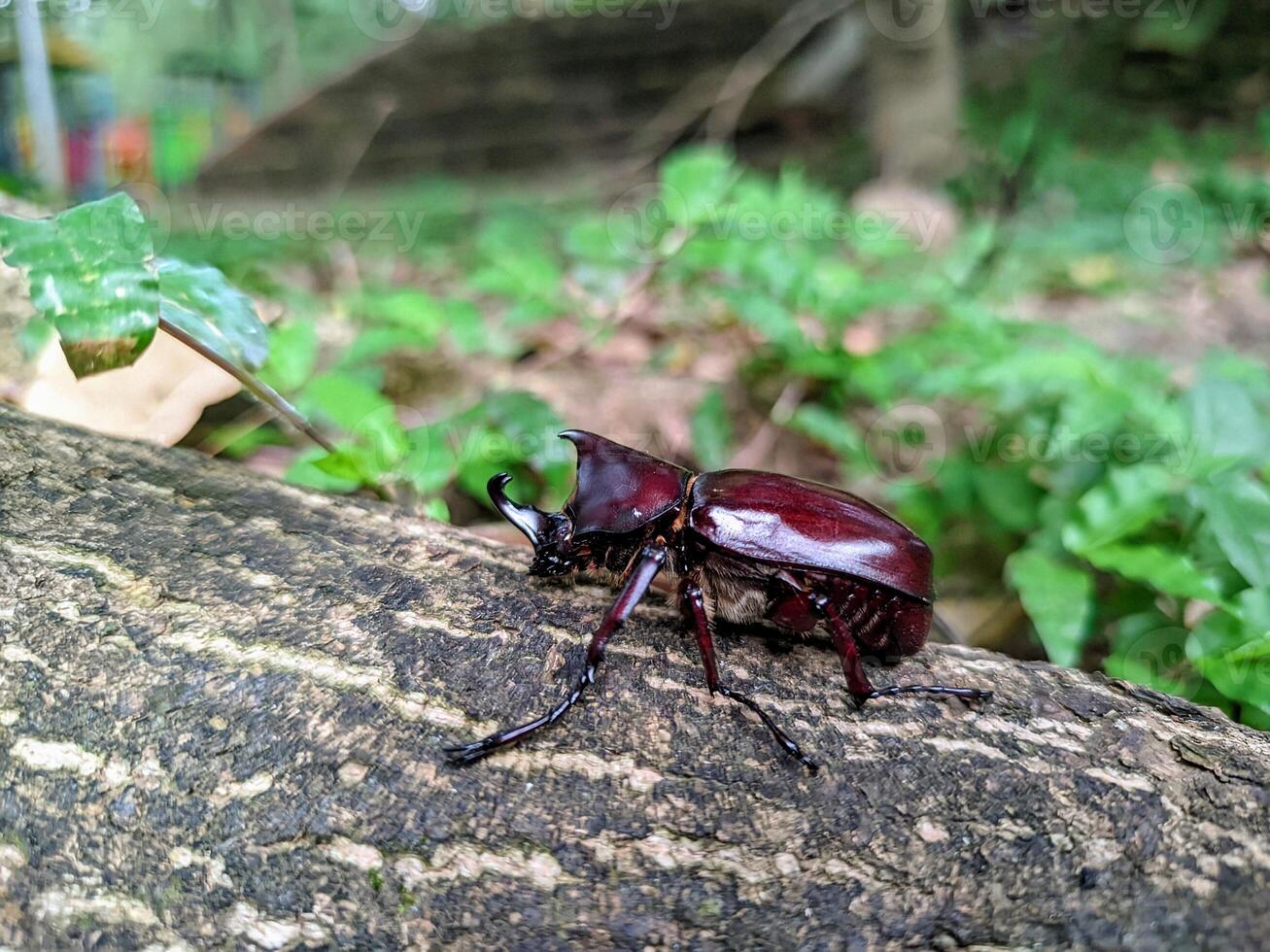 a red beetle sitting on a tree branch photo