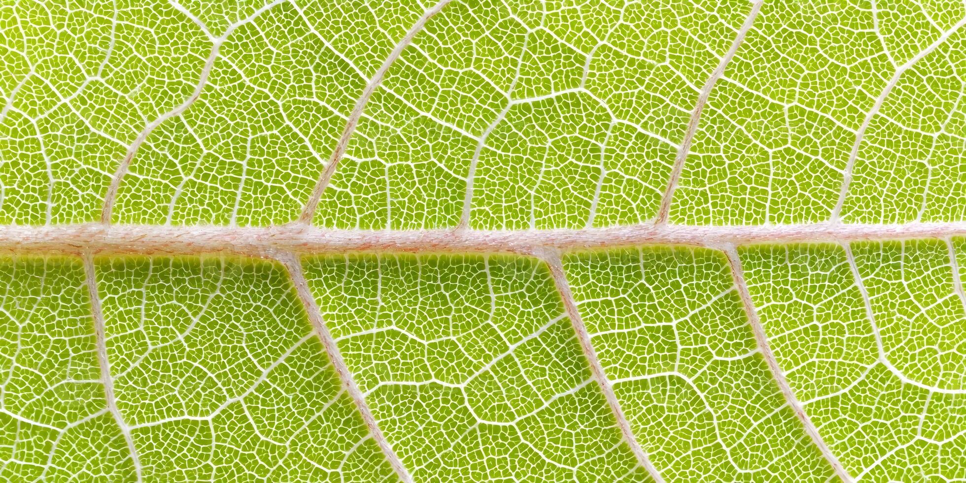 Detailed Closeup Green Leaf Texture Midrib Pattern photo