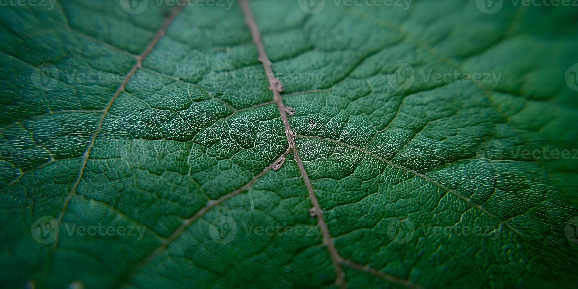 Closeup Green Leaf Texture Detailed Macro Photography Nature photo