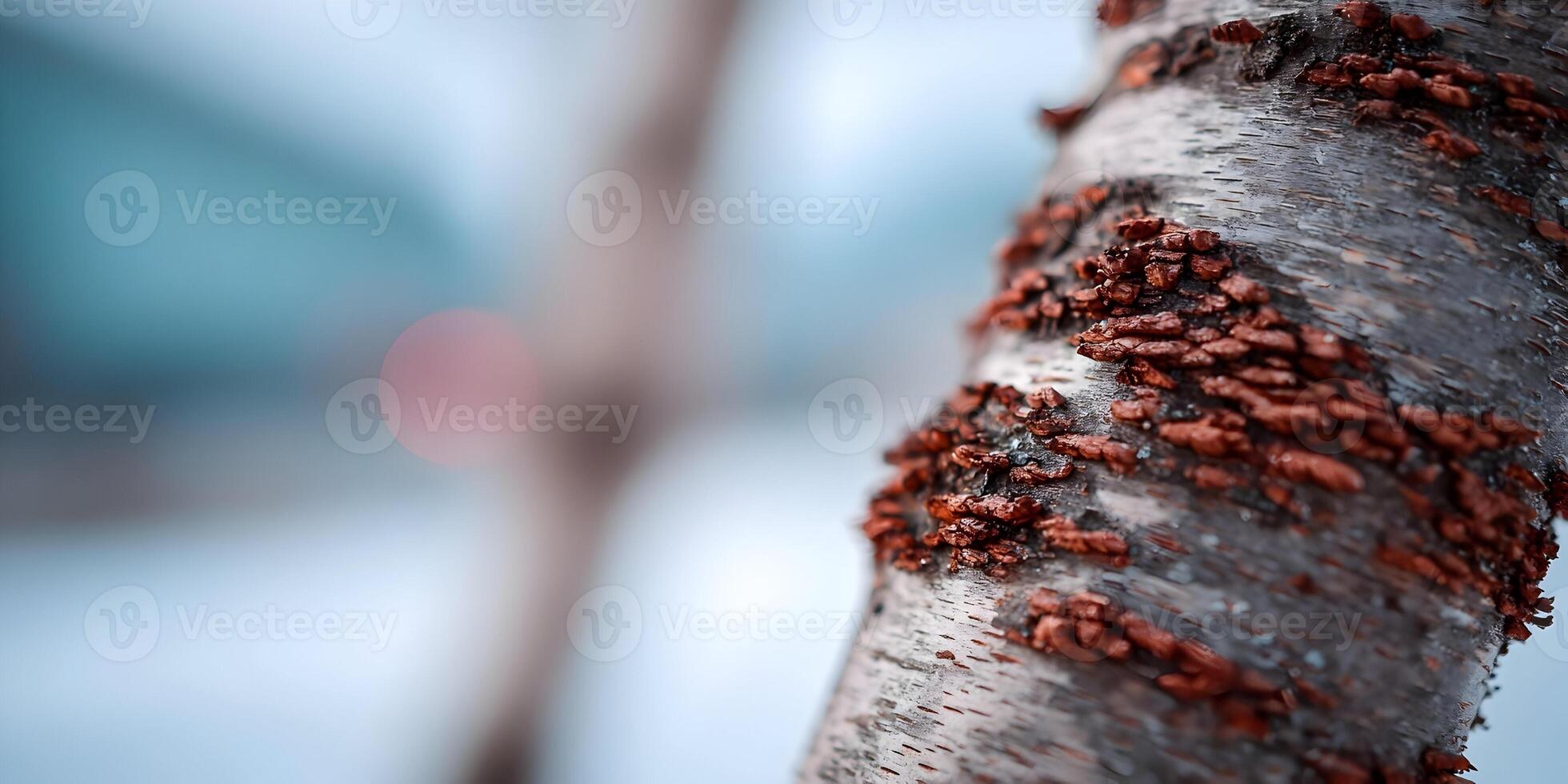 Closeup Tree Bark Texture Reddish Brown Peeling Birch Tree Trunk photo