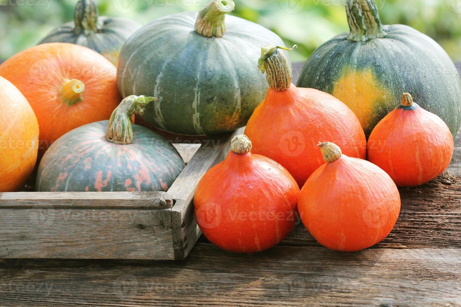 Autumn pumpkin Thanksgiving background concept . Orange and green pumpkins in wooden box on rustic table photo