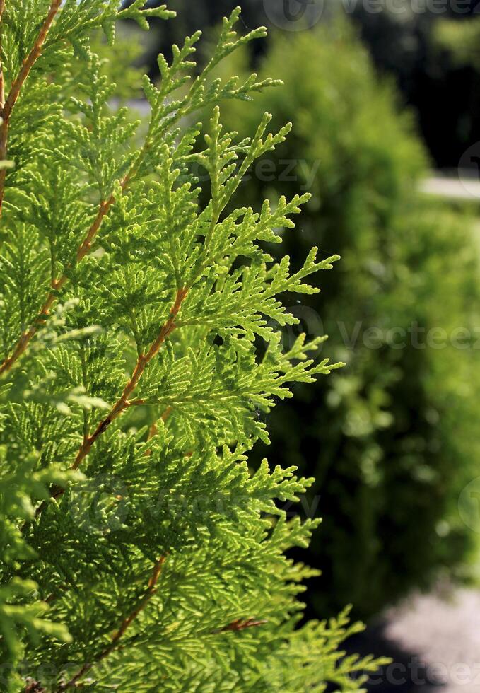 Green hedge of thuja trees. Green hedge of the tui tree. photo