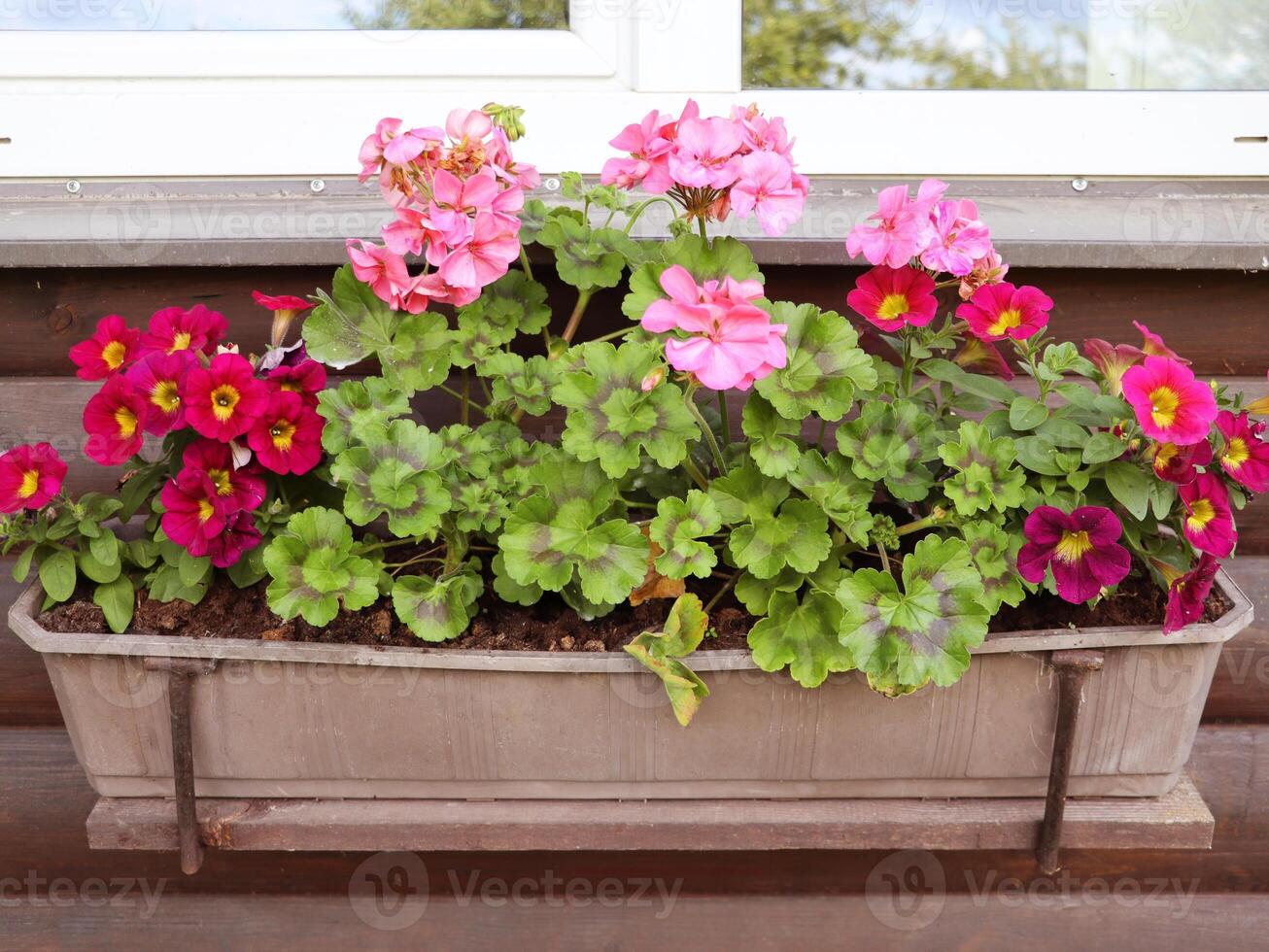 Red and pink flowering plants in a flower box in the window sill photo