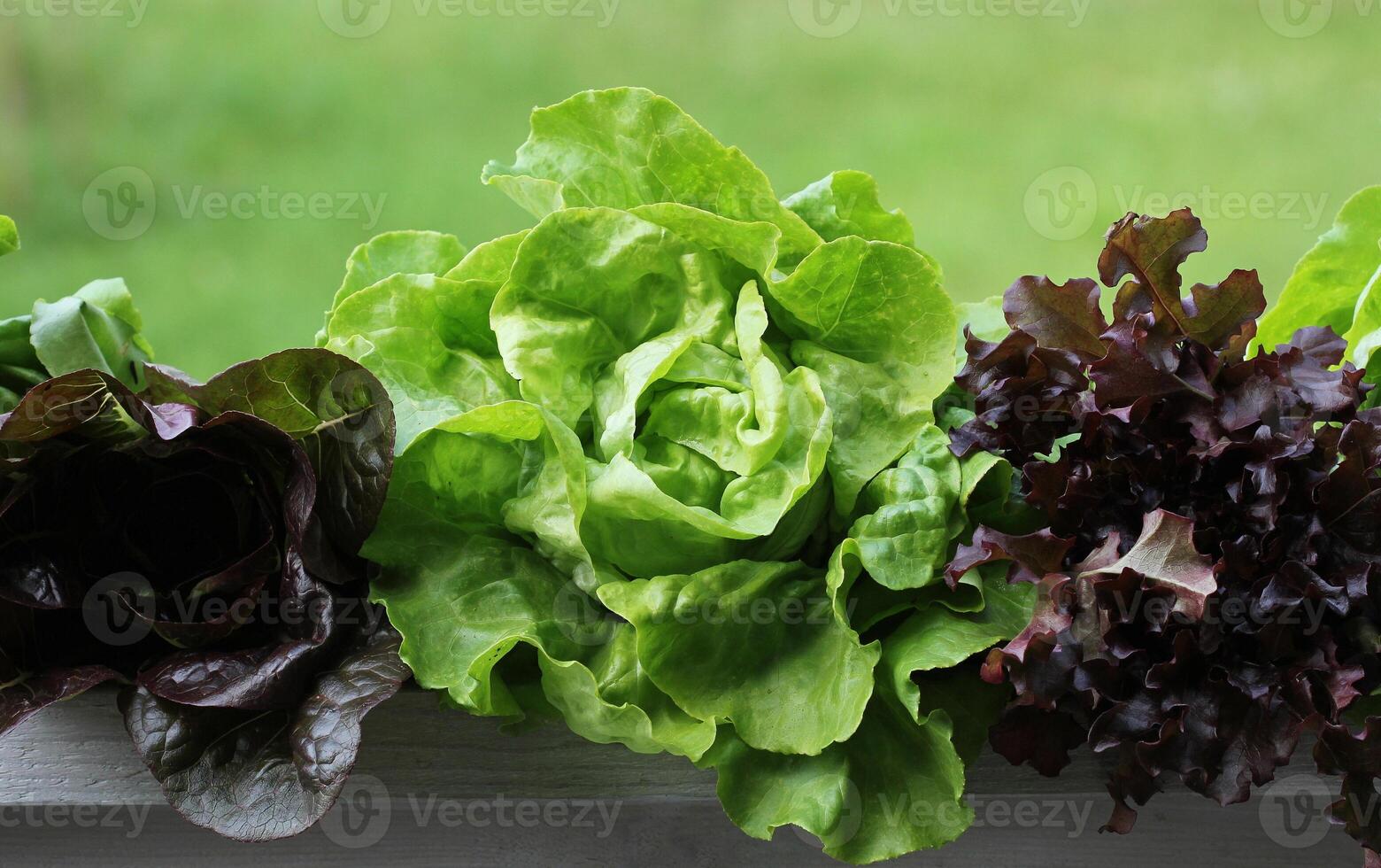 Row of green and red lettuce on green background photo