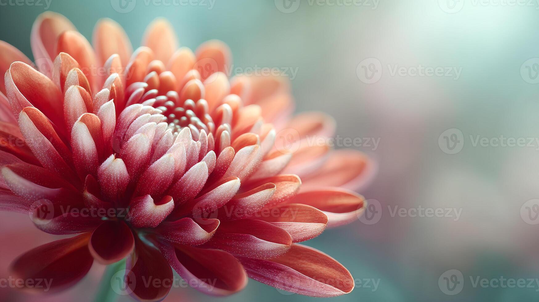 Flower image with natural sunlight photography photo
