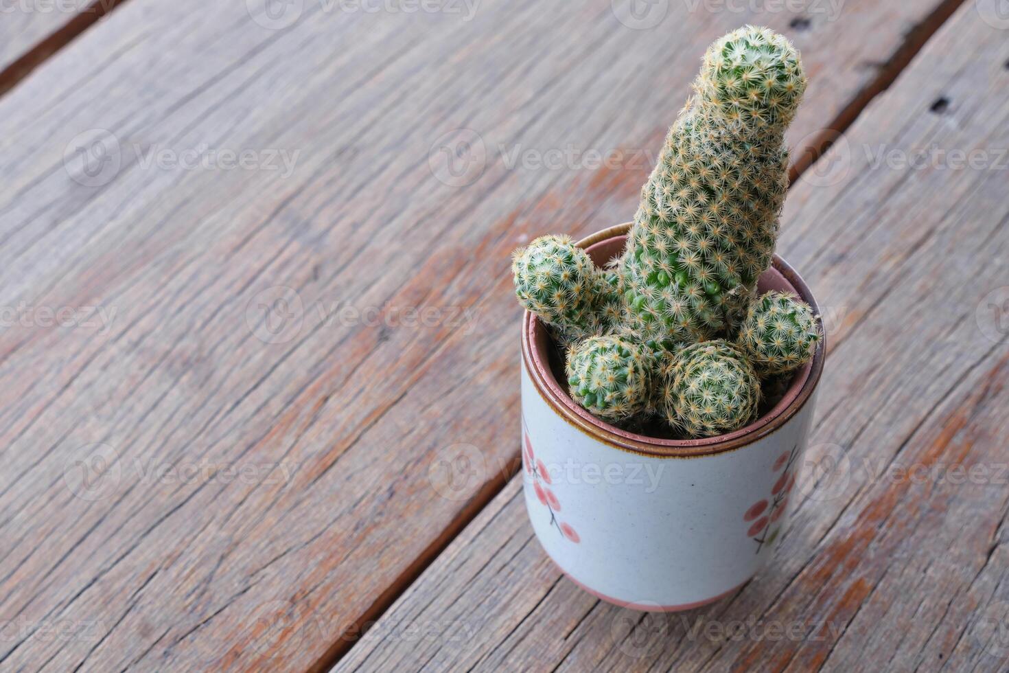 a small cactus plant in a small pot on a wooden table photo