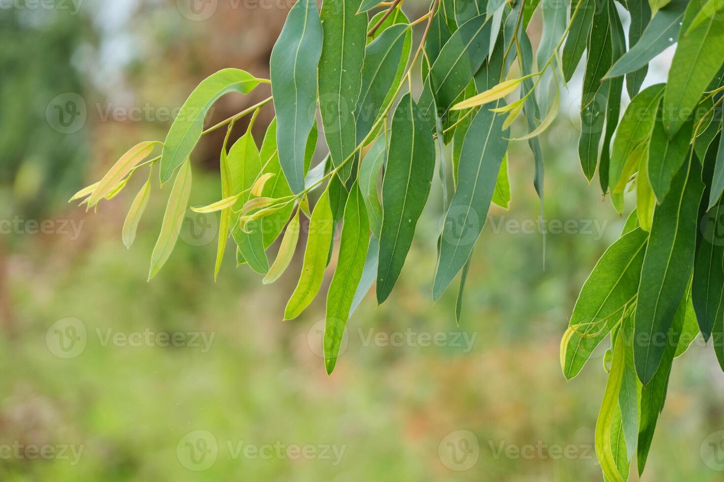Eucalyptus leaves. branch eucalyptus tree nature photo