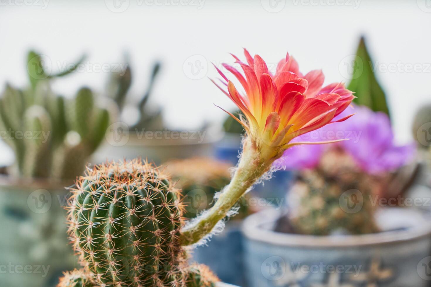 Plant of cactus on wood background. photo