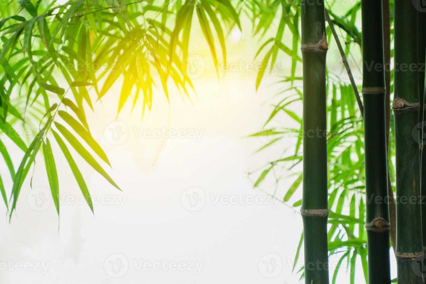 Bamboo forest, beautiful leaves branch nature morning time. photo