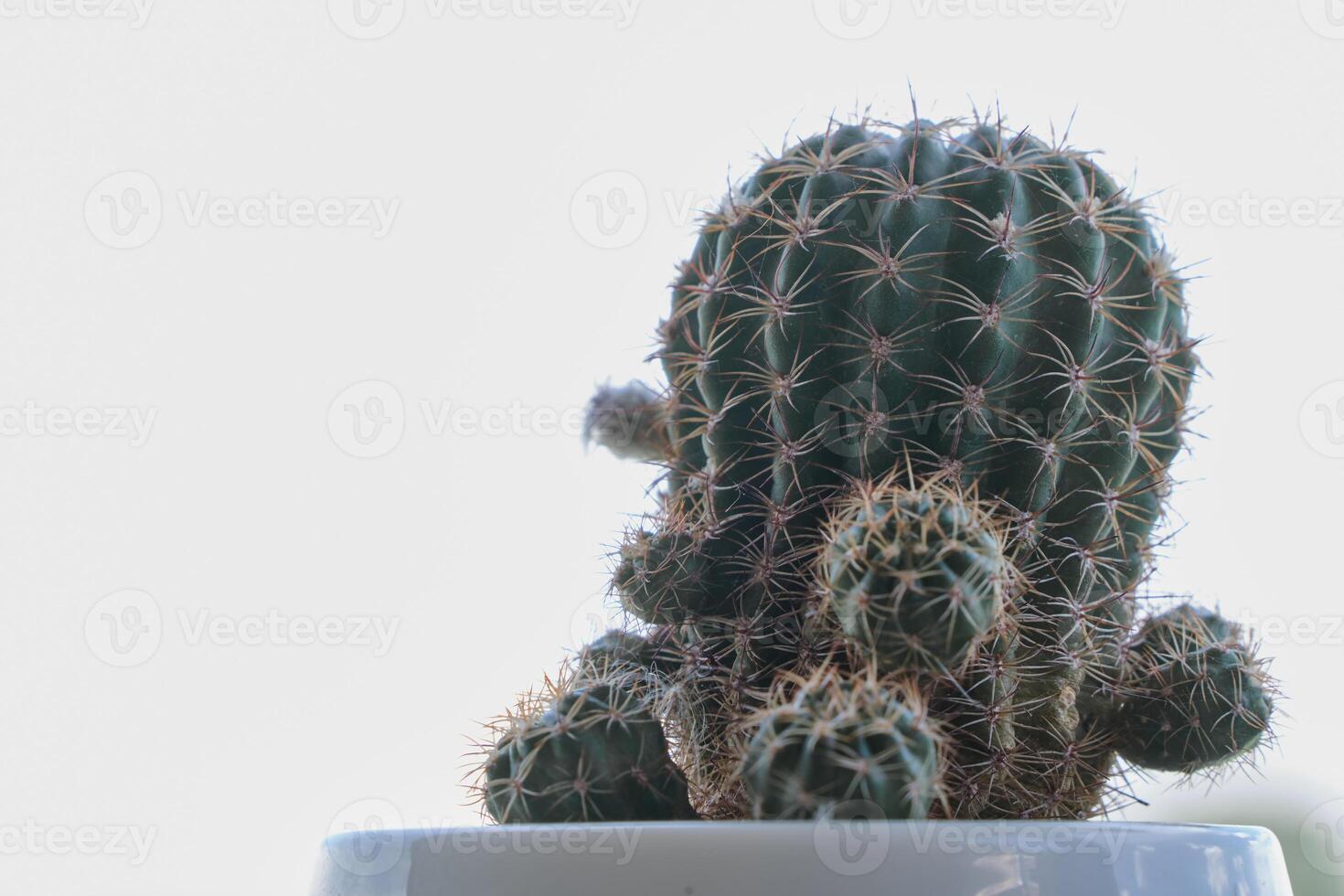 Cactus with bright sky backdrop photo