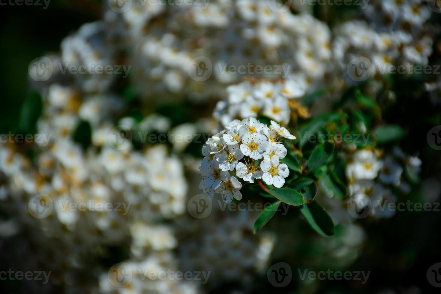 Close up of spiraea flowers. Cluster of small white flowers on a blurred background. Spirea betulifolia for nature inspired projects, backgrounds or greeting cards photo