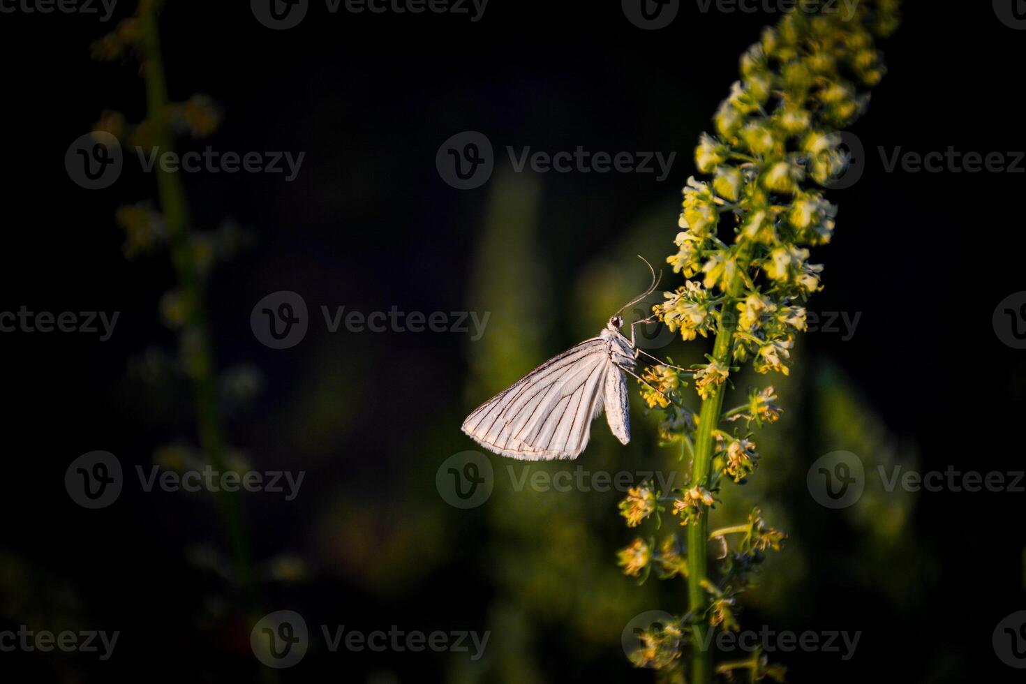 A delicate white moth on a flower. Artistic photograph captures the intricate details of the butterfly wings. This image for nature blogs, wildlife presentations, enthomology articles photo