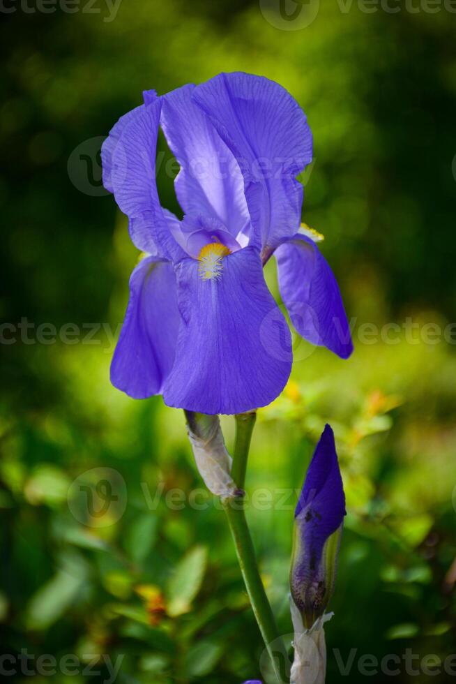 a single purple iris flower in full bloom. An Iris on blurred green background in the garden for floral designs, spring themed projects. Gardening, growing flowers concept photo