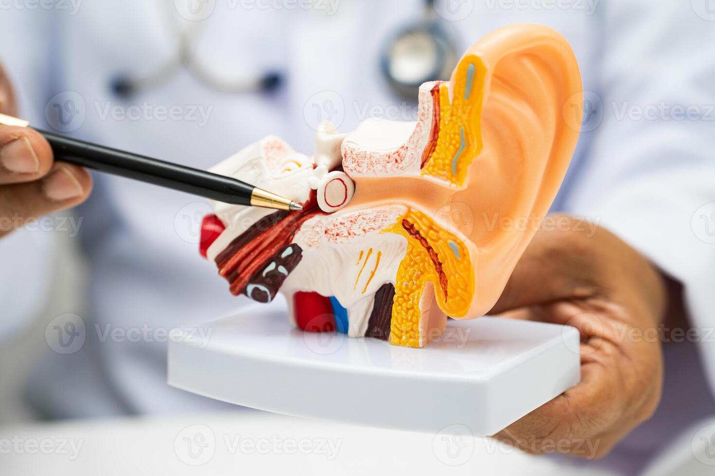 Asian doctor holding human ear model to learn and treat hearing loss in patient. photo