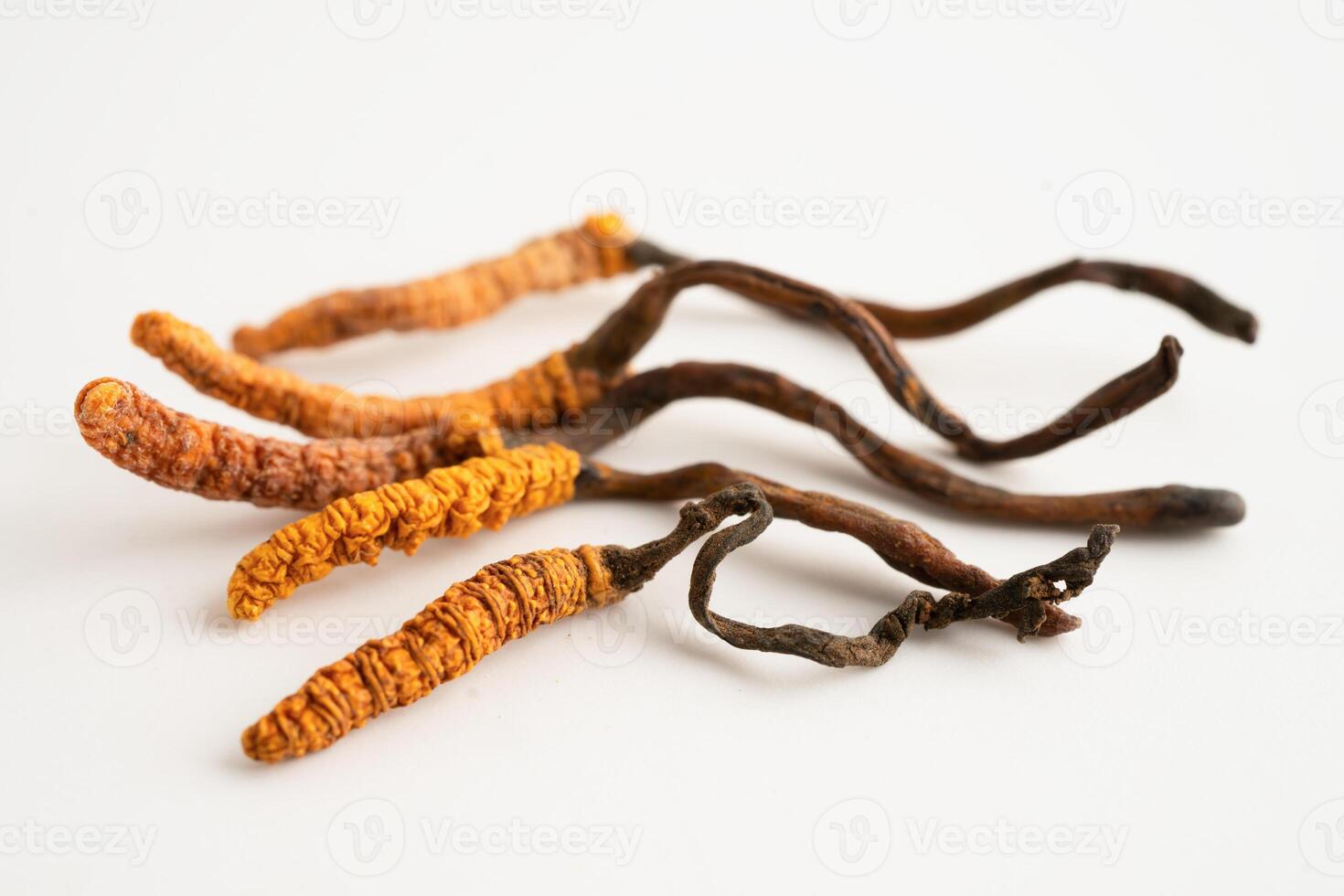 Cordyceps sinensis Ophiocordyceps sinensis isolated on white background photo