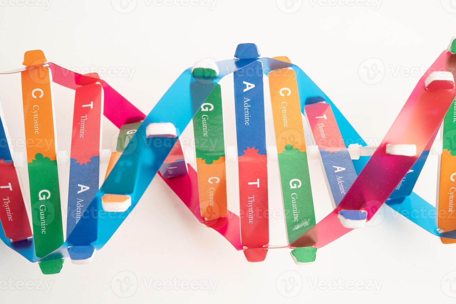 DNA molecule spiral structure model on white photo
