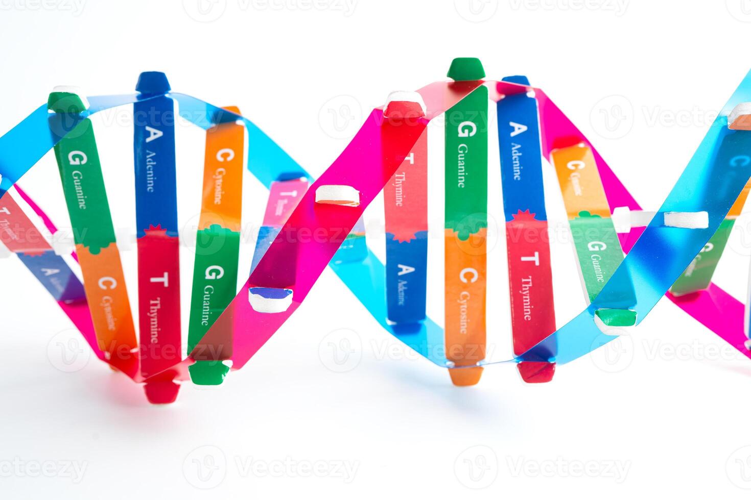 DNA molecule spiral structure model isolated on white background, chromosome and gene chemical science photo