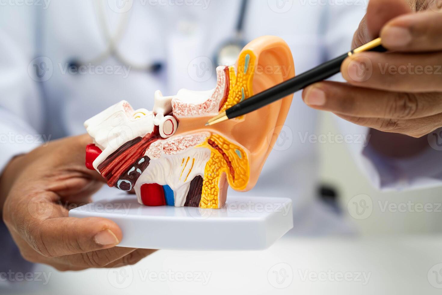 doctor holding human ear model hearing loss photo