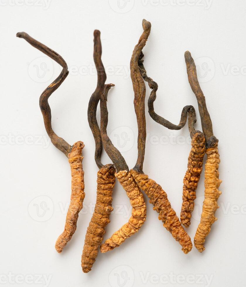Cordyceps sinensis or Ophiocordyceps sinensis isolated on white background, mushroom herb treatment medicine. photo