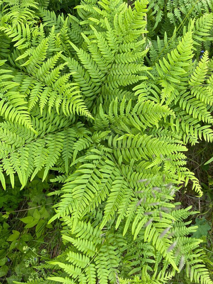 green fern background photo