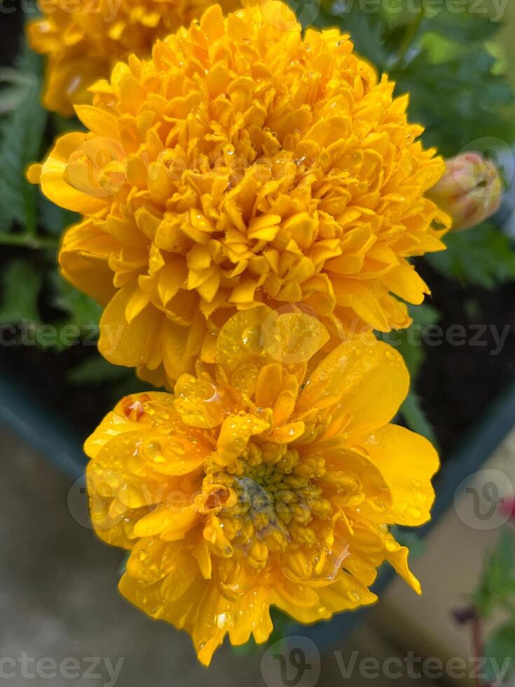 yellow dahlia flower photo