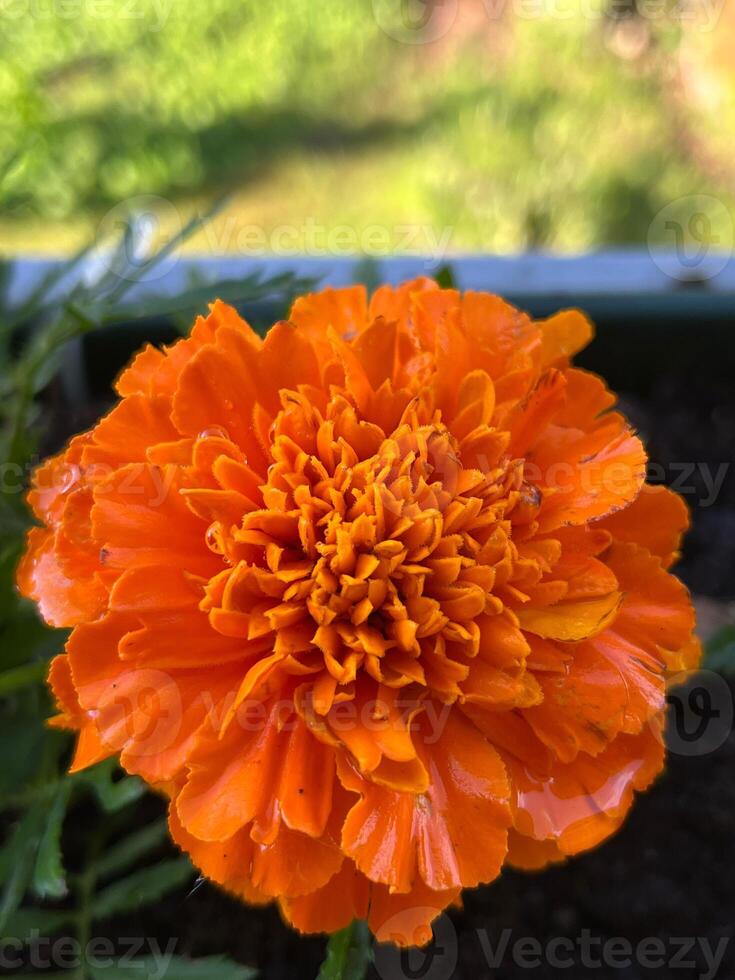 orange dahlia flower photo