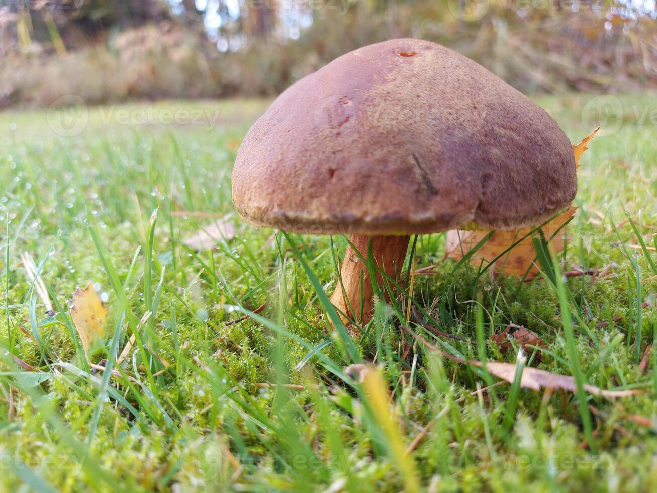 mushroom forest boletus nature food edible autumn grass fungus moss brown green wood fungi cap cep, mushrooms, macro, natural, wild, plant, boletus edulis, summer season edulis photo