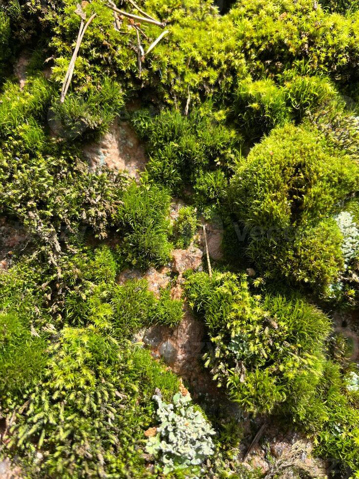 green moss on a stone photo