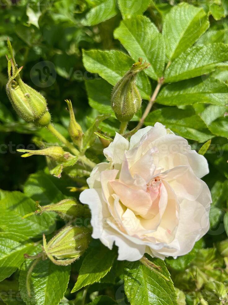 yellow rose with green leaves photo