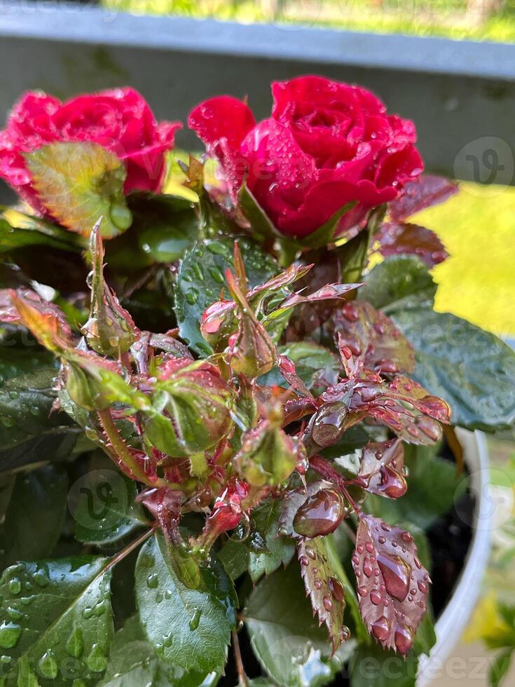 pink roses in garden photo