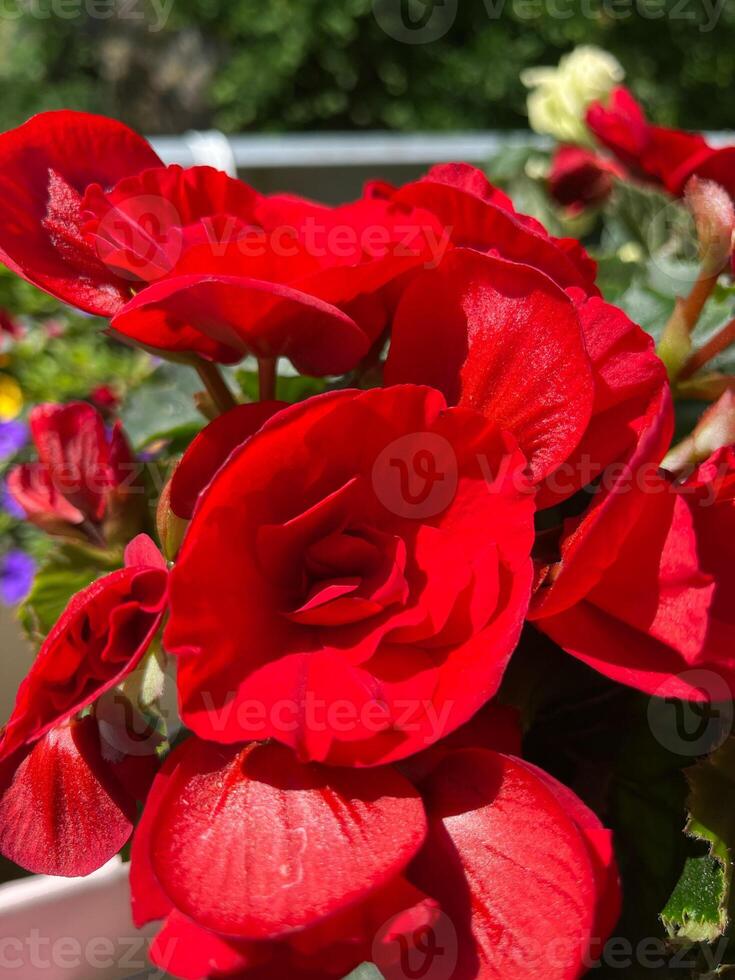bouquet of red roses photo