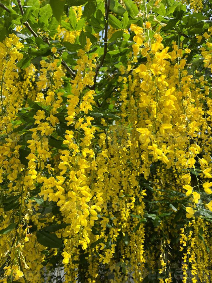 yellow leaves on the tree photo