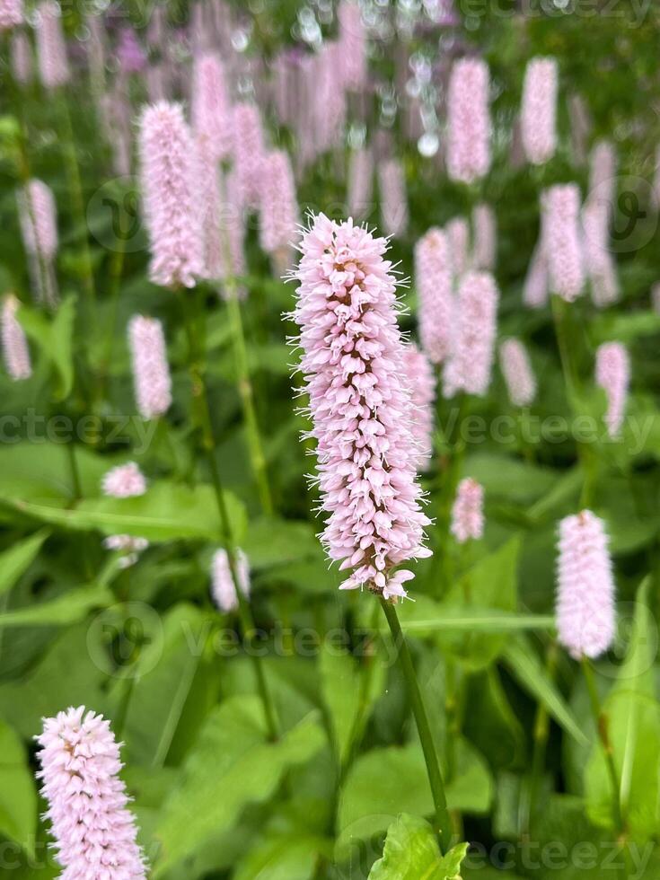 flower nature purple plant lavender summer spring garden bloom blossom field flowers flora beauty pink, color, wild, lupine, herb, violet, lupin macro floral meadow photo