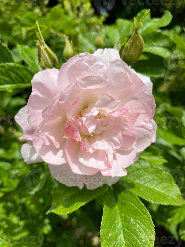 pink and white rose photo