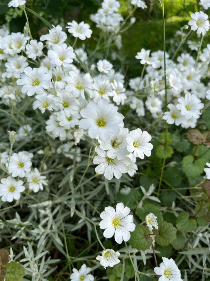 white flower in the garden photo
