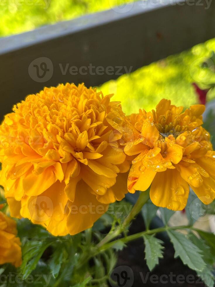 yellow chrysanthemum flower photo