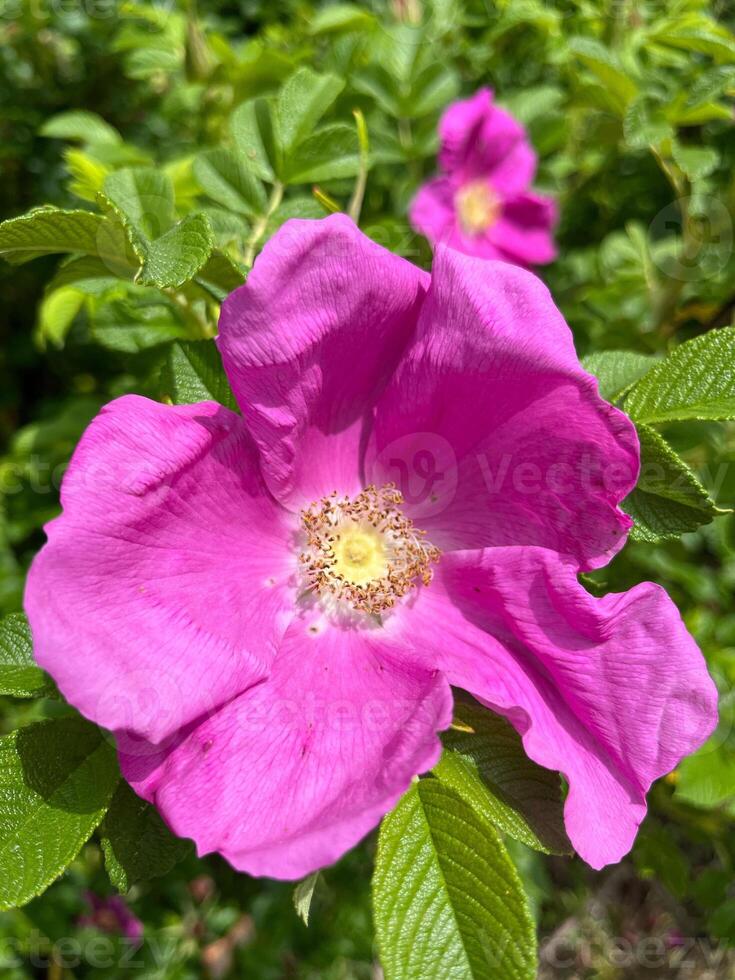 pink and white flower photo