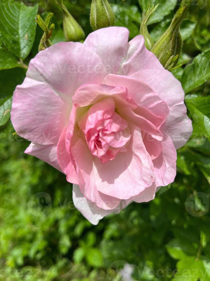 pink rose in garden photo