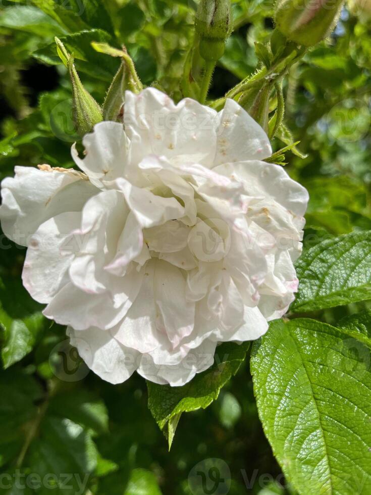 white rose in garden photo