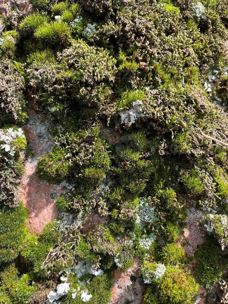 moss on stone photo