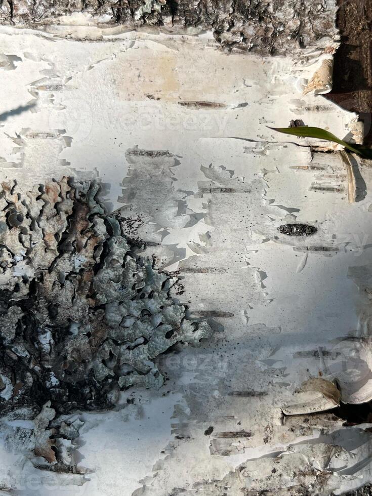 birch bark texture grunge old concrete pattern dirty vintage textured surface rough aged nature paint grungy dark, design backdrop texture photo