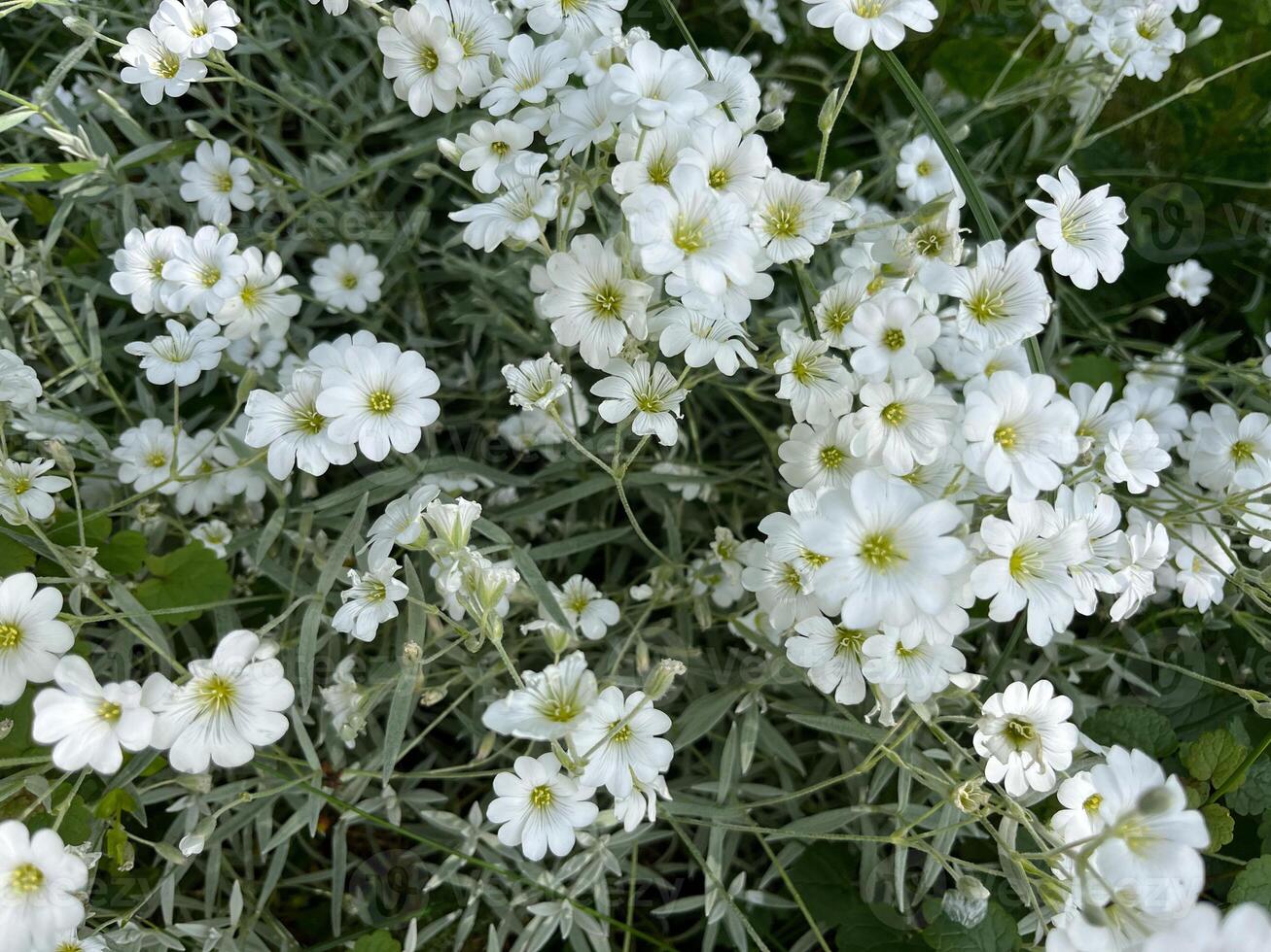 white flowers in the garden. photo