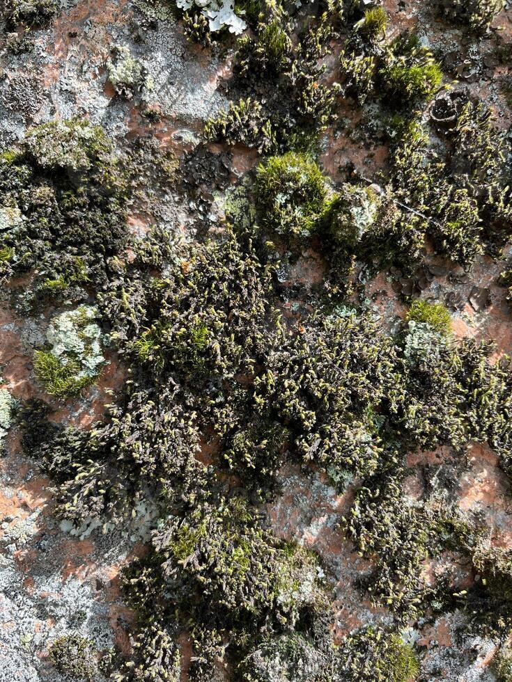 moss on stone foto photo