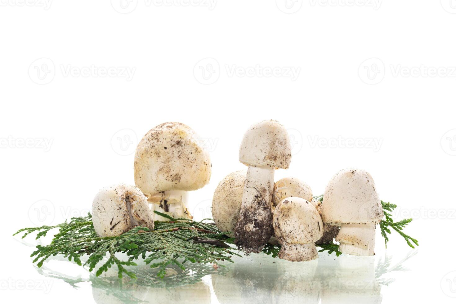 Champignon mushrooms for culinary purposes on clean white background photo