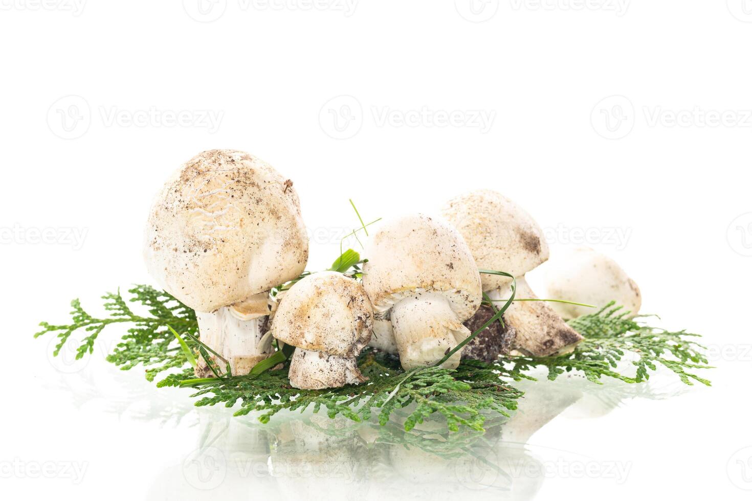 Seasonal natural champignon mushrooms on clean white background photo