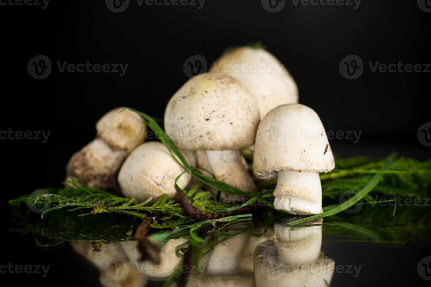 Fresh raw champignons isolated on black background photo