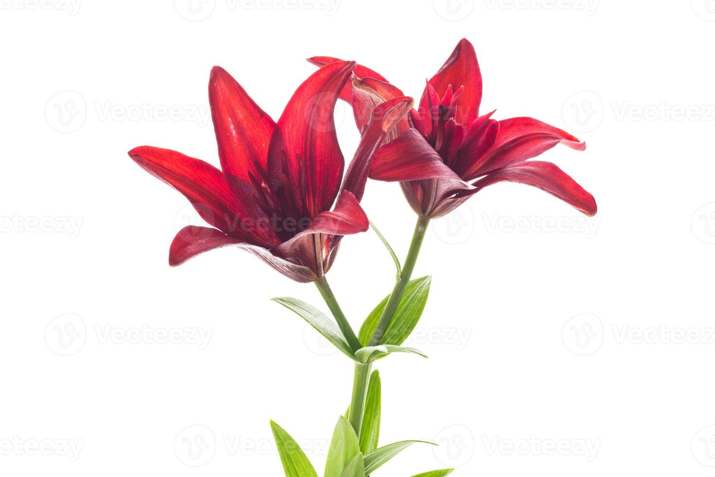 Macro of two red lilies isolated on white photo