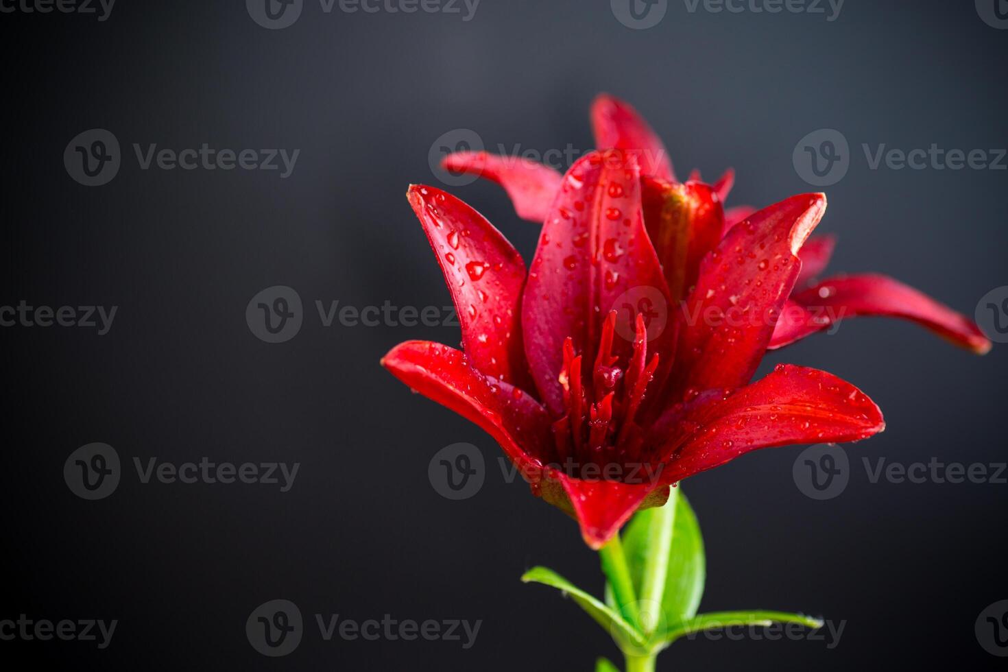 Bright petals of two red lilies isolated on black background photo
