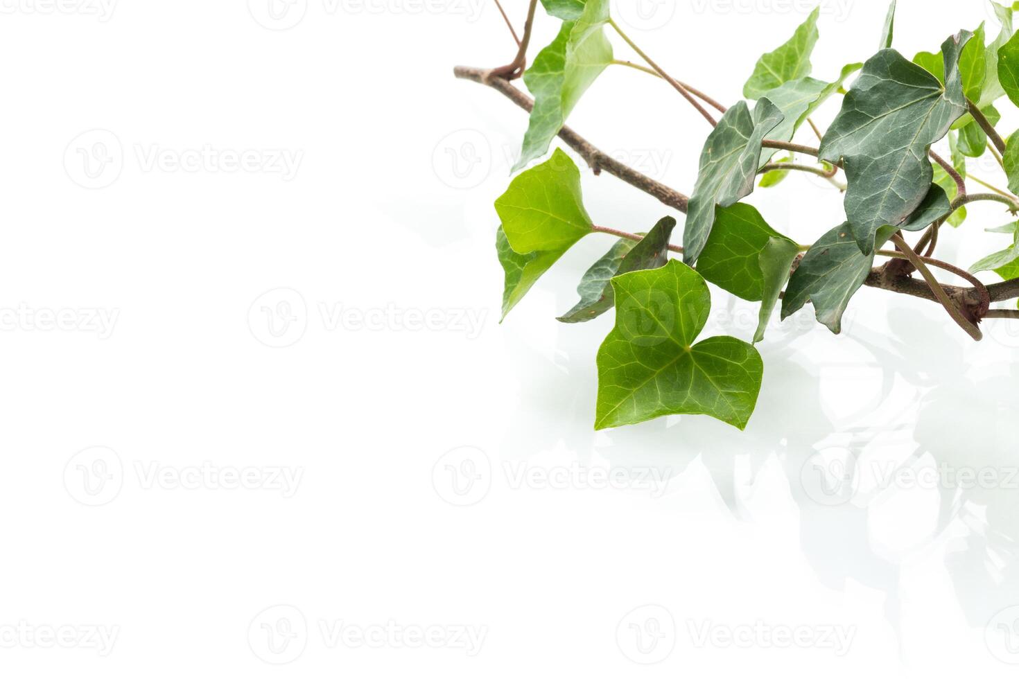 Decorative ivy with branch and leaves on white background photo