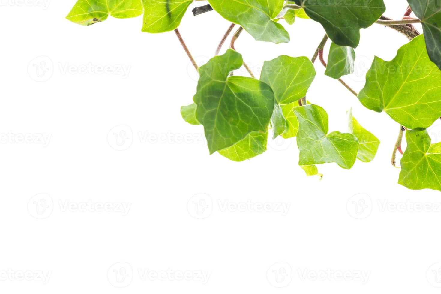 Green ivy branch isolated on plain white background photo